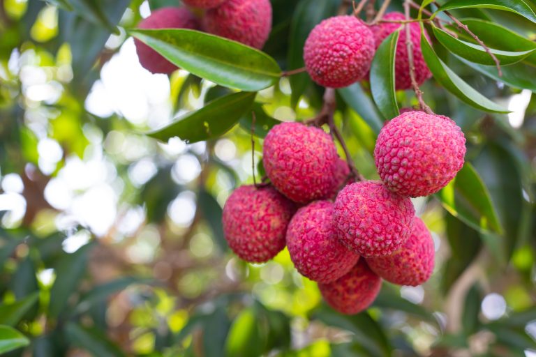 agriculture-lychee-fruit-thailand